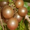 Carlos Bronze Muscadine Grape Vine - 1 Gallon Pot -Garden Plants Shop Muscadine Carlos 1