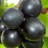 Cowart Black Muscadine Grape Vine - 1 Gallon Pot -Garden Plants Shop Muscadine Cowart 1