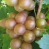 Fry Bronze Muscadine Grape Vine - 1 Gallon Pot 1 Fry Bronze Muscadine Grape Vine - 1 Gallon Pot -Garden Plants Shop Muscadine Fry 1