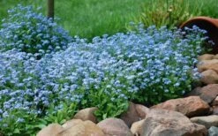 Semperflorens True Forget-Me-Not (Myosotis Scorpioides) - 5 Pack Of Quart Pots -Garden Plants Shop Myosotis Mon Amie Blue Forget Me Not 9