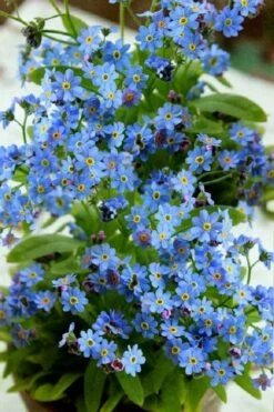 Semperflorens True Forget-Me-Not (Myosotis Scorpioides) - 5 Pack Of Quart Pots -Garden Plants Shop Myosotis Semperflorens True Forget Me Not 2