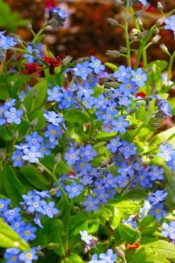 Semperflorens True Forget-Me-Not (Myosotis Scorpioides) - 5 Pack Of Quart Pots -Garden Plants Shop Myosotis Semperflorens True Forget Me Not 5