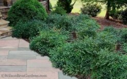 Harbor Belle Dwarf Nandina - 3 Gallon Pot -Garden Plants Shop Nandina Harbor Belle 11