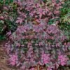 Harbor Belle Dwarf Nandina - 3 Gallon Pot -Garden Plants Shop Nandina Harbor Belle 16