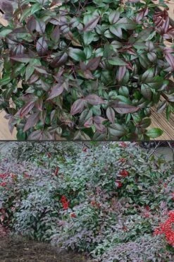 Harbor Belle Dwarf Nandina - 3 Gallon Pot -Garden Plants Shop Nandina Harbor Belle 500x750 1