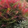 Obsession Nandina - 3 Gallon Pot -Garden Plants Shop Nandina Obsession 500x750 1
