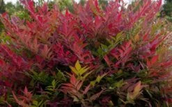 Obsession Nandina - 3 Gallon Pot -Garden Plants Shop NandinaObsession 3