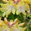 Clear Creek Aromi Azalea (Rhododendron) - 3 Gallon Pot -Garden Plants Shop Native Azalea Clear Creek Aromi 20