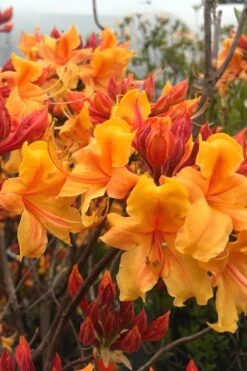 Four Kings Aromi Azalea (Rhododendron Hybrid) - 3 Gallon Pot -Garden Plants Shop Native Azalea Four Kings 8