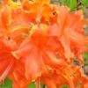 Frontier Gold Aromi Azalea (Rhododendron Hybrid) - 1 Gallon Pot -Garden Plants Shop Native Azalea Frontier Gold 3