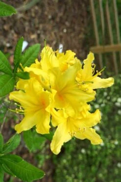 Lemonade Aromi Azalea (Rhododendron Hybrid) - 3 Gallon Pot -Garden Plants Shop Native Azalea Lemonade 10