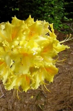 Garden Plants Shop 51 Lemonade Aromi Azalea (Rhododendron Hybrid) - 3 Gallon Pot