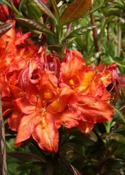Mary Poppins Azalea (Rhododendron) - 5 Gallon Pot -Garden Plants Shop Native Azalea Mary Poppins 5