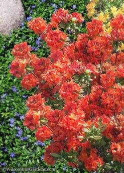 Mary Poppins Azalea (Rhododendron) - 5 Gallon Pot -Garden Plants Shop Native Azalea Mary Poppins 6