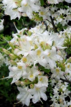 Pete McNees White Native Azalea - Rhododendron Albamanense - 3 Gallon Pot -Garden Plants Shop Native Azalea Pete McNees 1