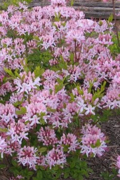 Pinxterbloom Azalea (Rhododendron Periclymenoides) - 3 Gallon Pot -Garden Plants Shop Native Azalea Pinxterbloom 1