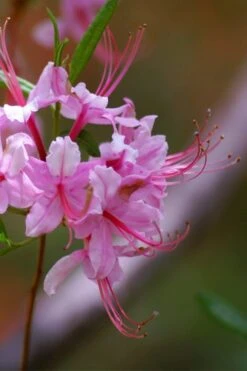 Pinxterbloom Azalea (Rhododendron Periclymenoides) - 3 Gallon Pot -Garden Plants Shop Native Azalea Pinxterbloom 10
