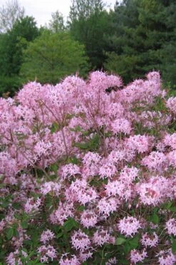 Pinxterbloom Azalea (Rhododendron Periclymenoides) - 3 Gallon Pot -Garden Plants Shop Native Azalea Pinxterbloom 3