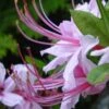 Pinxterbloom Azalea (Rhododendron Periclymenoides) - 3 Gallon Pot -Garden Plants Shop Native Azalea Pinxterbloom 4