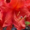 Robert E. Lee Native Azalea (Rhododendron) - 1 Gallon Pot -Garden Plants Shop Native Azalea Robert E Lee 1