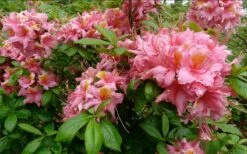 Samford Sorbet Native Azalea (Rhododendron) - 3 Gallon Pot 10 Samford Sorbet Native Azalea (Rhododendron) - 3 Gallon Pot -Garden Plants Shop Native Azalea Samford Sorbet 1