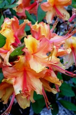 Tallulah Sunrise Native Azalea (Rhododendron) - 1 Gallon Pot -Garden Plants Shop Native Azalea Tallulah Sunrise 21