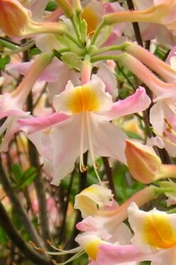 Touch Of Pink Aromi Azalea (Rhododendron Hybrid) - 3 Gallon Pot -Garden Plants Shop Native Azalea Touch Of Pink 2