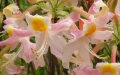 Touch Of Pink Aromi Azalea (Rhododendron Hybrid) - 3 Gallon Pot -Garden Plants Shop Native Azalea Touch Of Pink 5