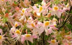 Touch Of Pink Aromi Azalea (Rhododendron Hybrid) - 3 Gallon Pot -Garden Plants Shop Native Azalea Touch Of Pink 7