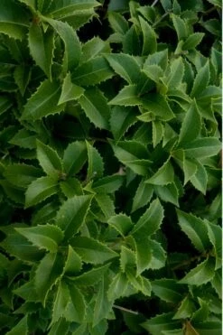 Wheeler's Cold Hardy Fragrant Tea Olive (Osmanthus) - 3 Gallon Pot -Garden Plants Shop Osmanthus Carl Wheeler 15