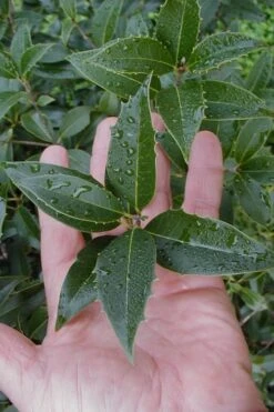 Wheeler's Cold Hardy Fragrant Tea Olive (Osmanthus) - 3 Gallon Pot -Garden Plants Shop Osmanthus Carl Wheeler 6
