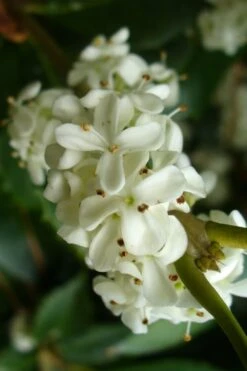 Wheeler's Cold Hardy Fragrant Tea Olive (Osmanthus) - 3 Gallon Pot -Garden Plants Shop Osmanthus Carl Wheeler 9