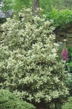 Goshiki Osmanthus (Variegated False Holly) - 1 Gallon Pot 11 Goshiki Osmanthus (Variegated False Holly) - 1 Gallon Pot -Garden Plants Shop Osmanthus Goshiki 20 2