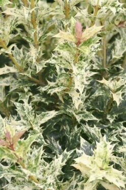 Goshiki Osmanthus (Variegated False Holly) - 2 Gallon Pot -Garden Plants Shop Osmanthus Goshiki 21 3