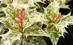 Goshiki Osmanthus (Variegated False Holly) - 1 Gallon Pot 13 Goshiki Osmanthus (Variegated False Holly) - 1 Gallon Pot -Garden Plants Shop Osmanthus Goshiki Foliage Closeup 2 2