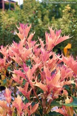 Party Lights Pink Flush Tea Olive - Osmanthus Heterophyllus - 5 Gallon Pot -Garden Plants Shop Osmanthus Party Lights 11