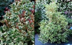 Fragrant Variegated Tea Olive - Osmanthus Heterophyllus 'Variegatus' - 3 Gallon Pot -Garden Plants Shop Osmanthus Variegated False Holly 2