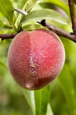 Bonanza Dwarf Patio Peach Tree - 3 Gallon Pot -Garden Plants Shop Peach Bonanza 1