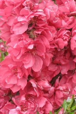 Bonanza Dwarf Patio Peach Tree - 3 Gallon Pot -Garden Plants Shop Peach Bonanza 3