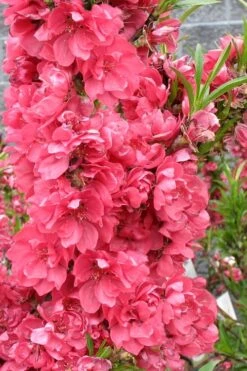 Bonanza Dwarf Patio Peach Tree - 3 Gallon Pot -Garden Plants Shop Peach Bonanza 4