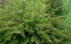 American Beautyberry - 1 Gallon Pot -Garden Plants Shop Picture Beautyberry American Bush 1