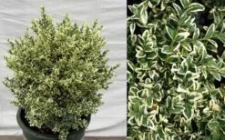 Dwarf Variegated Boxwood - 2 Gallon Pot -Garden Plants Shop Picture Boxwood Dwarf Variegated