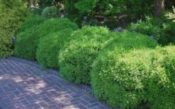 Franklins Gem Dwarf Boxwood - 6 Pack Of 1 Gallon Pots -Garden Plants Shop Picture Boxwood Franklins Gem 2