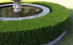 Little Missy Dwarf Boxwood - 1 Gallon Pot -Garden Plants Shop Picture Boxwood Franklins Gem Hedge