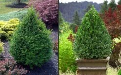 Green Mountain Boxwood - 1 Gallon Pot -Garden Plants Shop Picture Boxwood Green Mountain 2