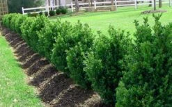 Green Mountain Boxwood - 1 Gallon Pot -Garden Plants Shop Picture Boxwood Green Mountain Hedge