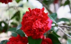 Professor Sargent Camellia Japonica - 6 Pack Of 1 Gallon Pots -Garden Plants Shop Picture Camellia Professor Sargent Closeup
