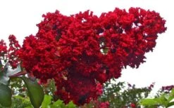 Dynamite Red Crape Myrtle - 7 Gallon Pot (3-4') 13 Dynamite Red Crape Myrtle - 7 Gallon Pot (3-4') -Garden Plants Shop Picture Crape Myrtle Dynamite 1