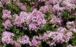 Early Bird Lavender Crape Myrtle - 3 Gallon Pot -Garden Plants Shop Picture Crape Myrtle Early Bird Lavender