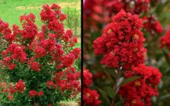 Enduring Summer Red Crape Myrtle - 5 Gallon Pot 13 Enduring Summer Red Crape Myrtle - 5 Gallon Pot -Garden Plants Shop Picture Crape Myrtle Enduring Summer Red 1